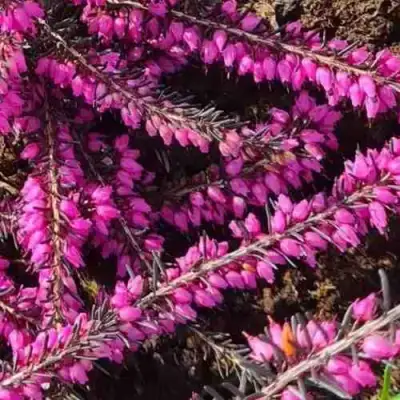 ЭРИКА "АЛЬПИЙСКИЙ ВЕРЕСК" (зимующая) сорт АТРОРУБРА в Пинске