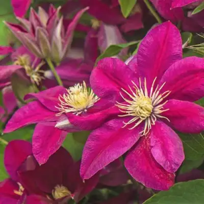 Клематис ЭРНЕСТ МАРКХАМ в Пинске