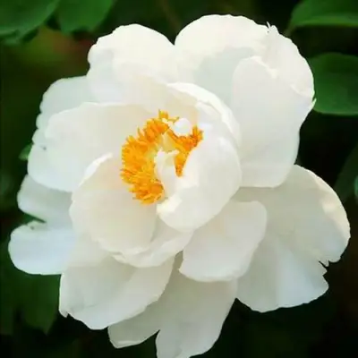 Пион ЛЕТНИЙ ДВОРЕЦ древовидный в Пинске