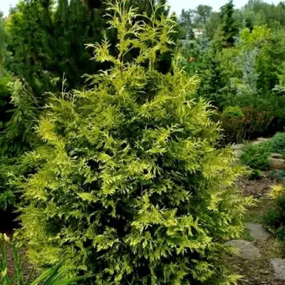 Туя ЗЕБРИНА ЭКСТРА ГОЛД складчатая в Пинске