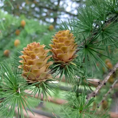 Лиственница КЕМПФЕРА в Пинске