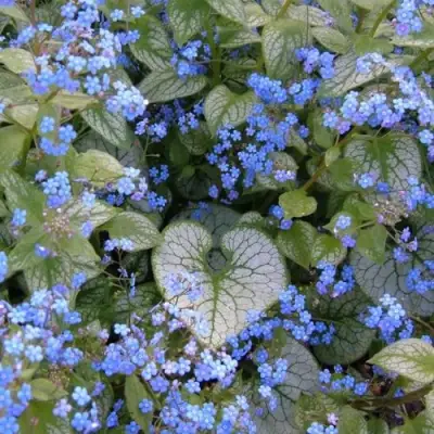 Бруннера ДЖЭК ФРОСТ в Пинске