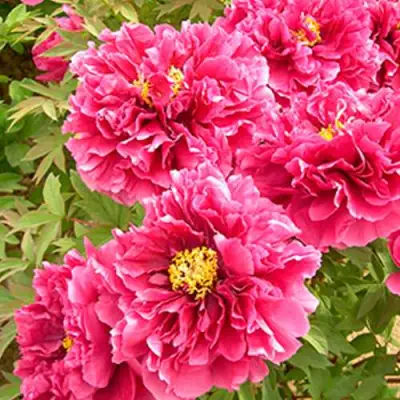 Пион ВОСХОД СОЛНЦА древовидный в Пинске