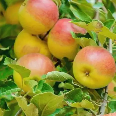 Яблоня ПАМЯТЬ БЛЫНСКОГО колонновидная в Пинске