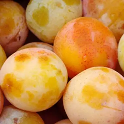 Слива ЯХОНТОВАЯ в Пинске