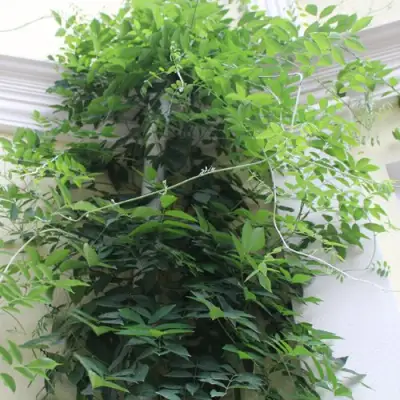 Глициния макростахия БЛЮ МУН в Пинске