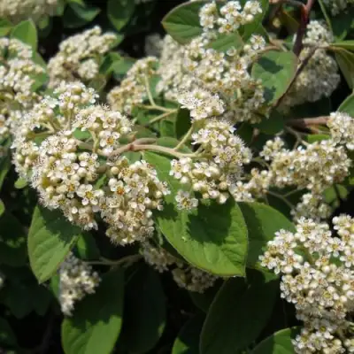 Кизильник пузырчатый в Пинске