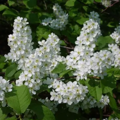 Черемуха ПАМЯТИ САЛАМАТОВА в Пинске