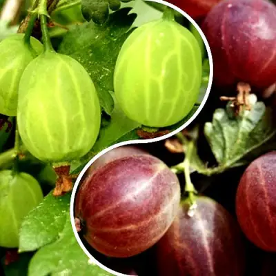 Комплект СКАЗКА в Пинске