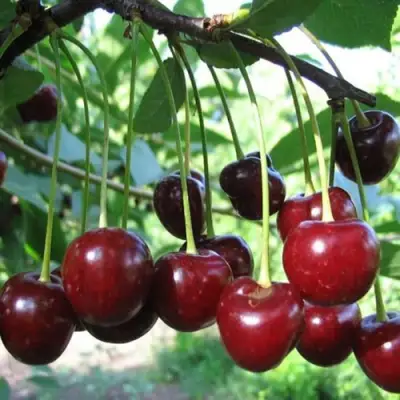 Вишня БЫСТРИНКА в Пинске