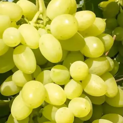 Виноград ДОЛГОЖДАННЫЙ в Пинске