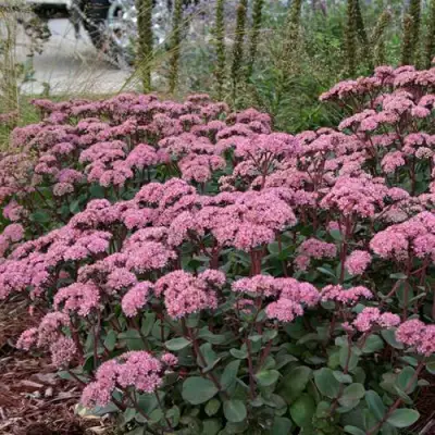 Очиток (седум) МАТРОНА в Пинске