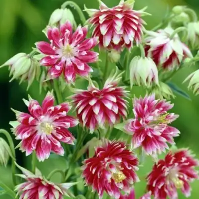 Аквилегия БАРЛОУ НОРА гибрид МакКаны в Пинске