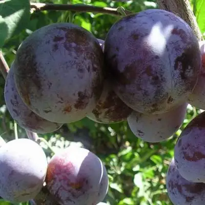 Слива РЕНКЛОД ХАРИТОНОВОЙ в Пинске