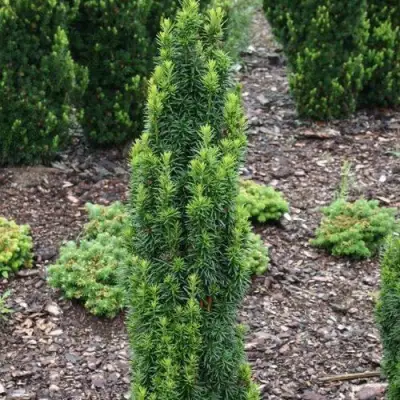 Тис ВОЙТЕК средний  в Пинске