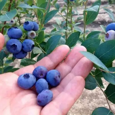 Голубика НОРТ КАНТРИ в Пинске