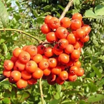 Рябина КОНЦЕНТРА сладкоплодная в Пинске