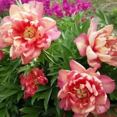 Пион ДЖУЛИЯ РОУЗ ито-гибрид в Пинске