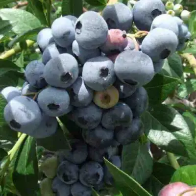 Голубика КРОЭТЭН в Пинске