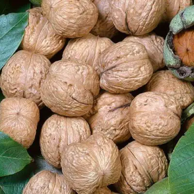 Грецкий орех ПРЕЗИДЕНТ в Пинске