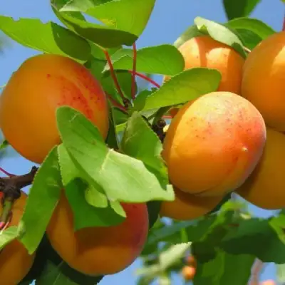 Абрикос КИЕВСКИЙ РАННИЙ в Пинске