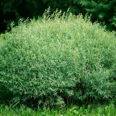 Ива НАНА пурпурная в Пинске