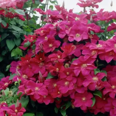 Клематис РУЖ КАРДИНАЛ в Пинске