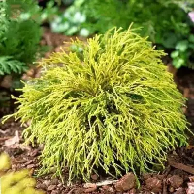 Кипарисовик ВАВЕЛ горохоплодный в Пинске