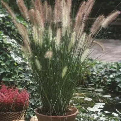 Пеннисетум ХАМЕЛН в Пинске