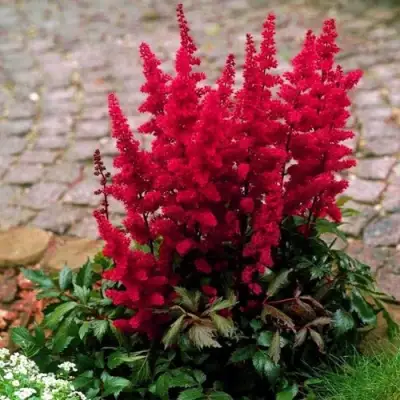 Астильба ГЛАТ Арендса в Пинске