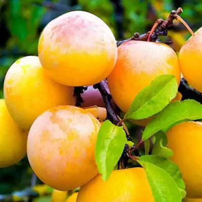 Слива МИНСКАЯ в Пинске