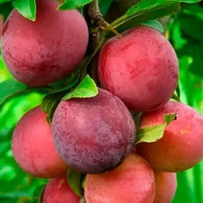 Слива КЛЕОПАТРА в Пинске