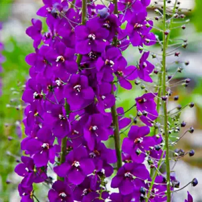 Коровяк ВИОЛЕТТА (вербаскум) в Пинске