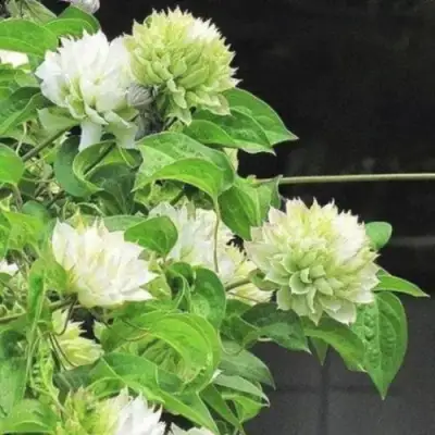 Клематис КОХАНА в Пинске