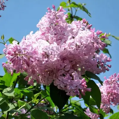 Сирень БУФФОН в Пинске