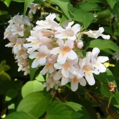 Кольквиция прелестная в Пинске