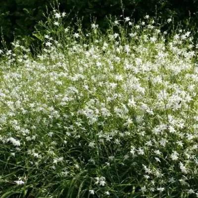 Венечник ветвистый в Пинске
