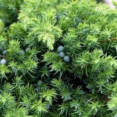 Можжевельник ШЛЯГЕР прибрежный в Пинске