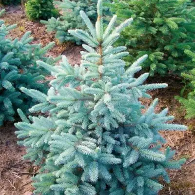 Ель КЕЙБАБ колючая в Пинске