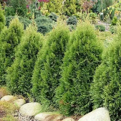 Туя СМАРАГД ВИТБОНТ западная в Пинске