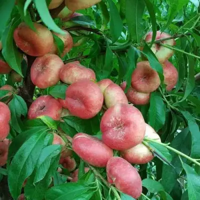 Нектарин КОНЦЕТТИНА в Пинске