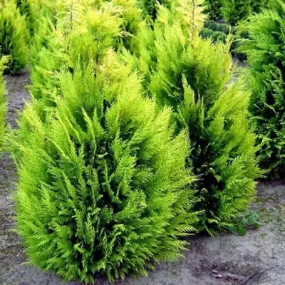 Кипарисовик ИВОНЕ лавсана в Пинске