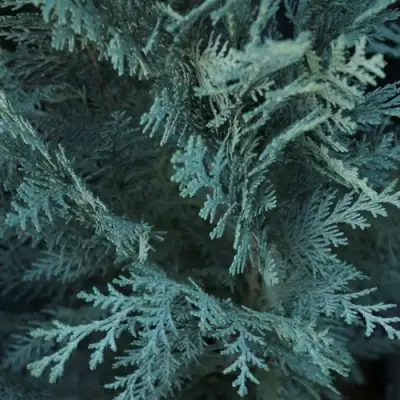 Кипарисовик ВАН ПЕЛЬТС БЛЮ лавсона в Пинске