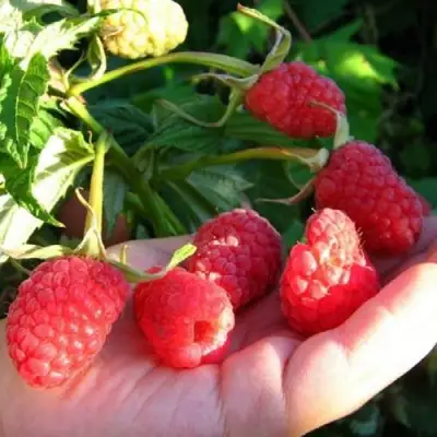 Малина ГОРДОСТЬ РОССИИ в Пинске