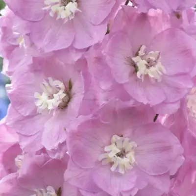 Дельфиниум ПЕТТИКОУТ гибридный в Пинске