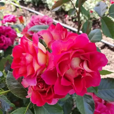 Роза БРЕРА флорибунда в Пинске