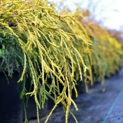 Кипарисовик ВАВЕЛ горохоплодный в Пинске