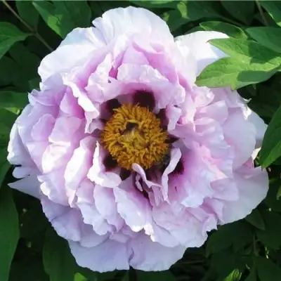 Пион СИНИЙ САПФИР древовидный в Пинске