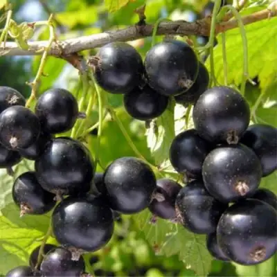 Смородина черная ОРЛОВСКИЙ ВАЛЬС в Пинске