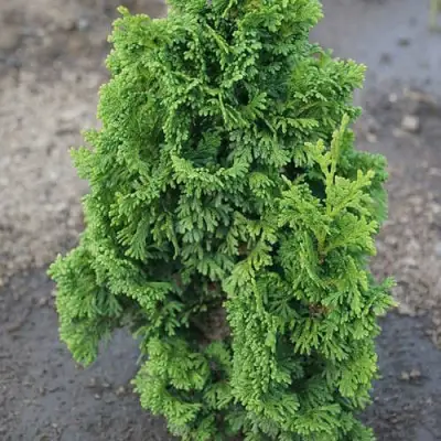 Туя ЗМАТЛИК западная в Пинске